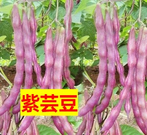 (Y3) 【断货中 5月恢复供应】紫芸豆种子30粒，当年新种子，发芽率近100%。 抗热品种，可在休斯顿阴凉处种植