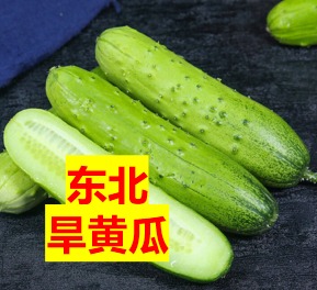 (Y6) 【断货中 5月恢复供应】东北旱黄瓜种子30粒，当年新种子，发芽率近100%。 抗热品种，可在休斯顿阴凉处种植