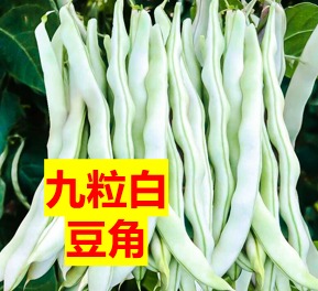 (Y4) 【断货中，5月恢复供应】九粒豆角种子一包30粒，一年内新种子，发芽率近100%。 抗热品种，可在休斯顿阴凉处种植 (Copy)